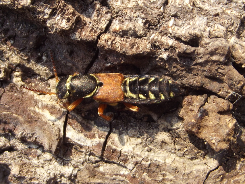 Staphylinus caesareus - aranysujtásos holyva