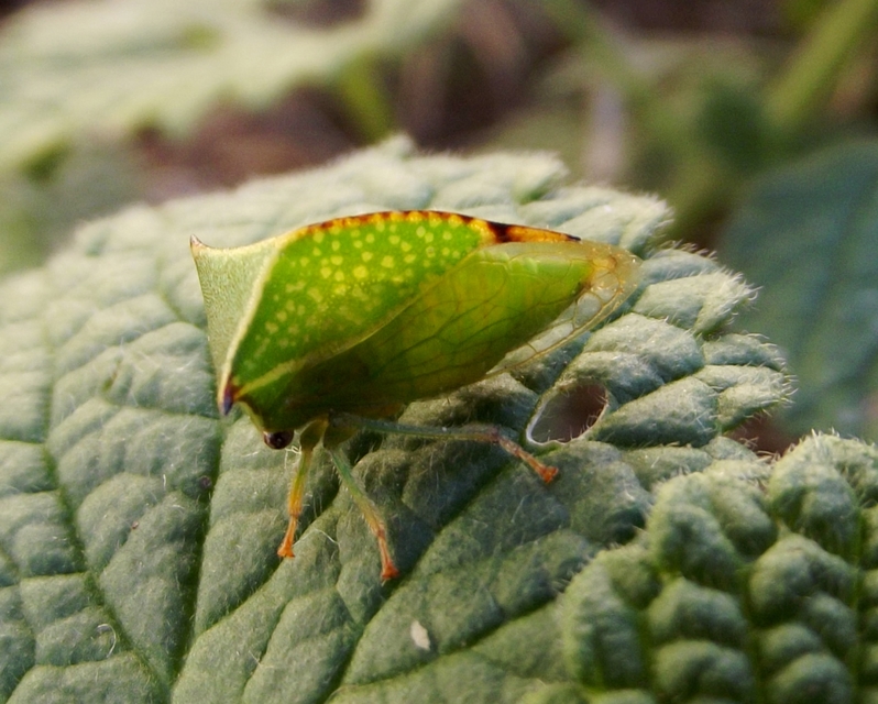 Stictocephala bisonia - bivalykabóca