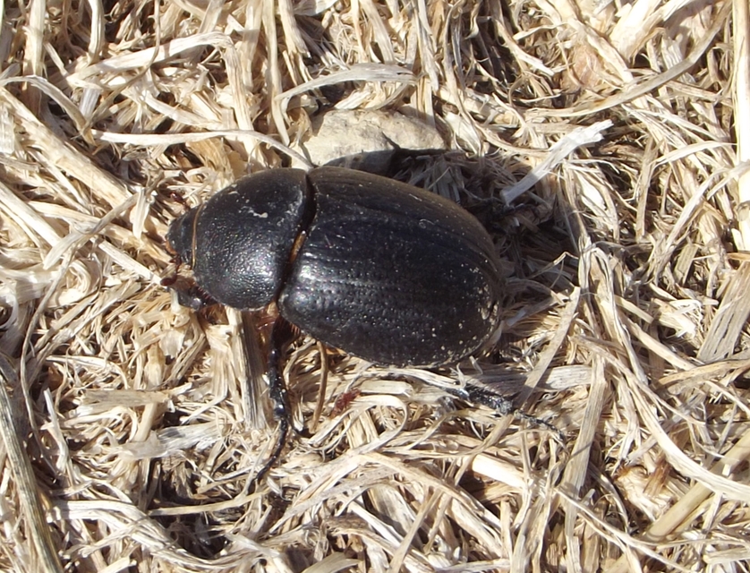 Pentodon idiota - butabogár