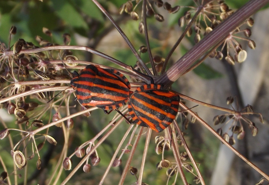 Graphosoma italicum - csíkos pajzsospoloska
