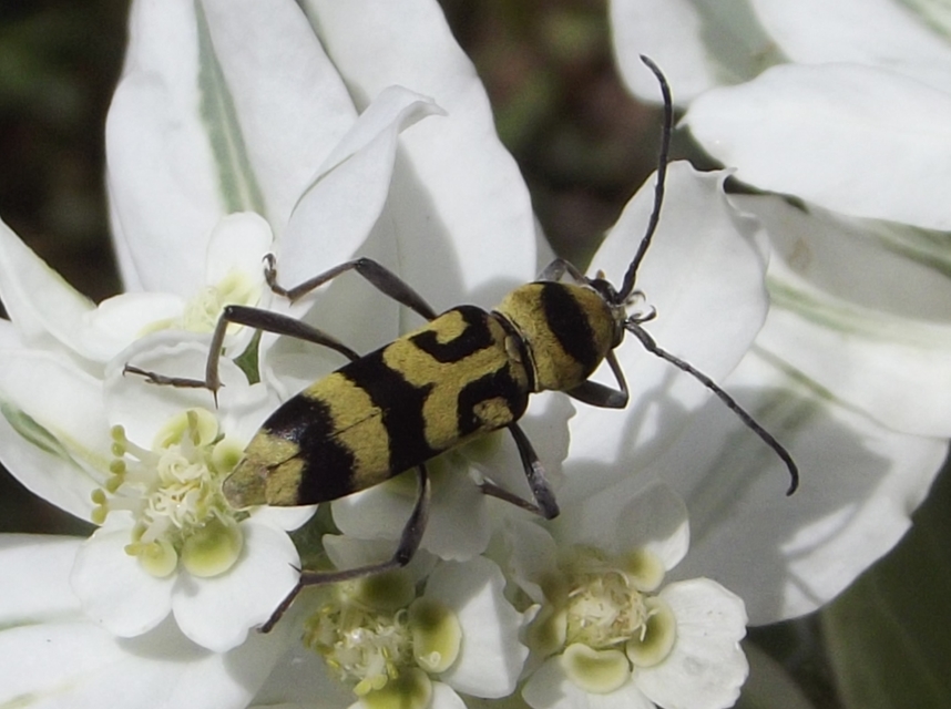 Chlorophorus varius - díszes darázscincér