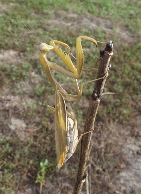 Mantis religiosa - imádkozósáska