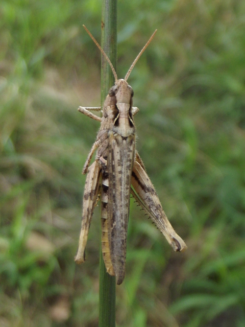 Chorthippus (Glyptobothrus) (subgenus)