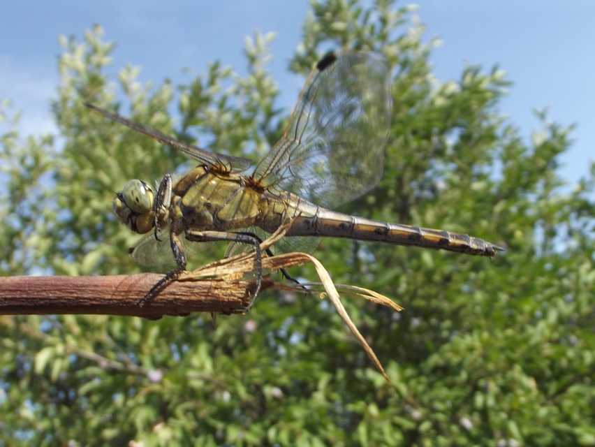 Orthetrum cancellatum - feketefarkú pásztorszitakötő