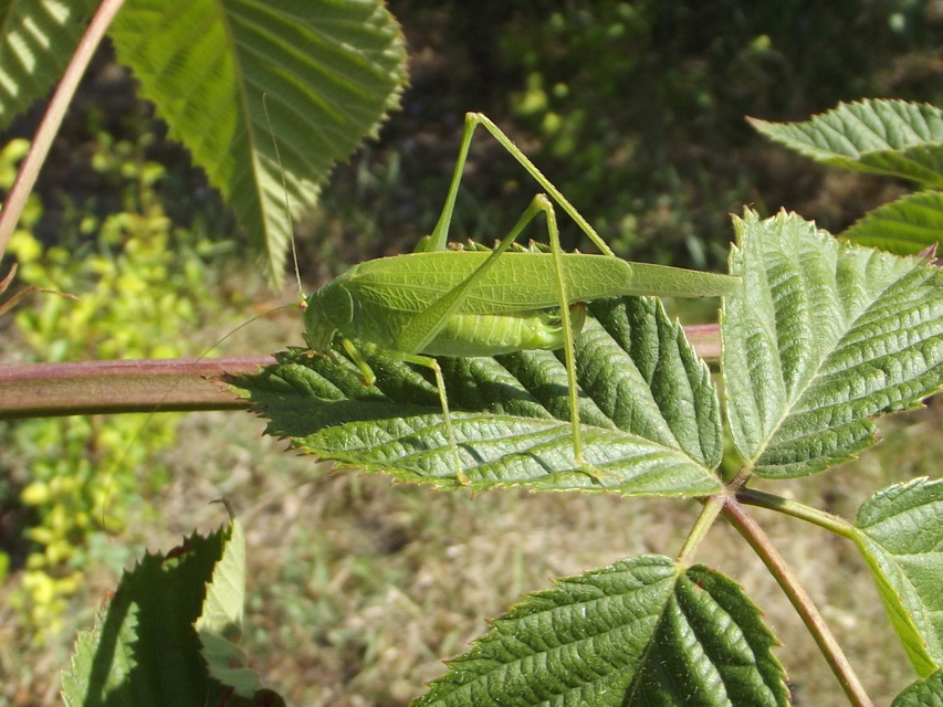 Phaneroptera nana - pontozott repülőszöcske