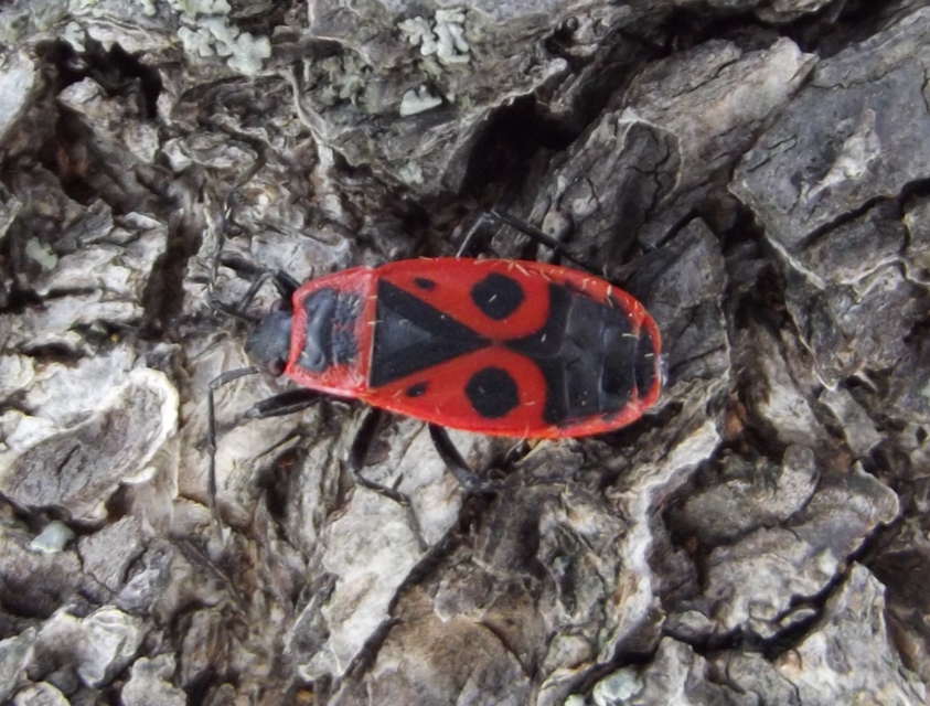 Pyrrhocoris apterus - verőköltő poloska