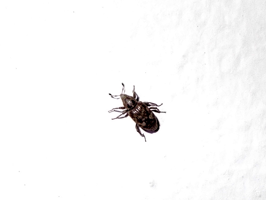 Bagous argillaceus - lakkfényű víziormányos