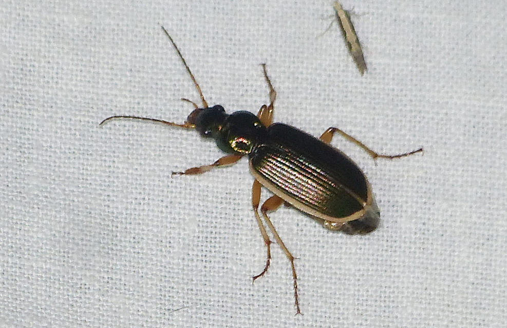 Chlaenius spoliatus - csupasz bűzfutó