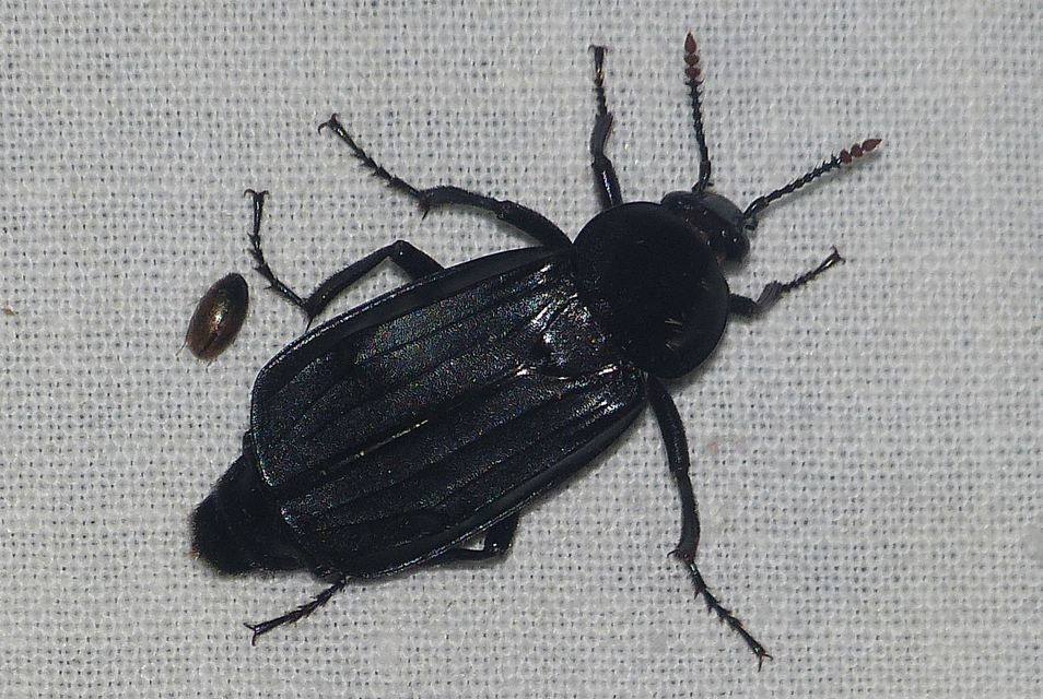 Necrodes littoralis - nagy dögbogár
