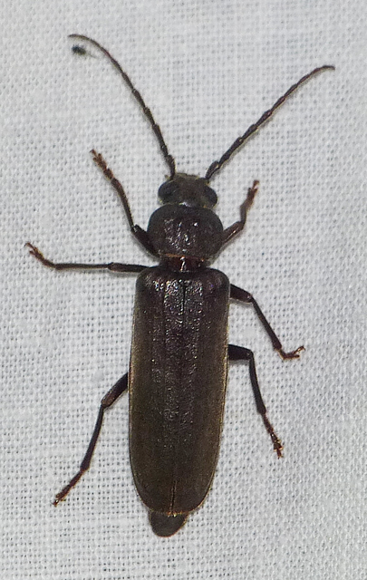 Arhopalus rusticus - gödrösnyakú cincér