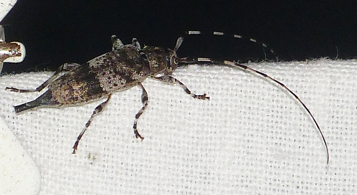 Acanthocinus griseus - szürke daliáscincér