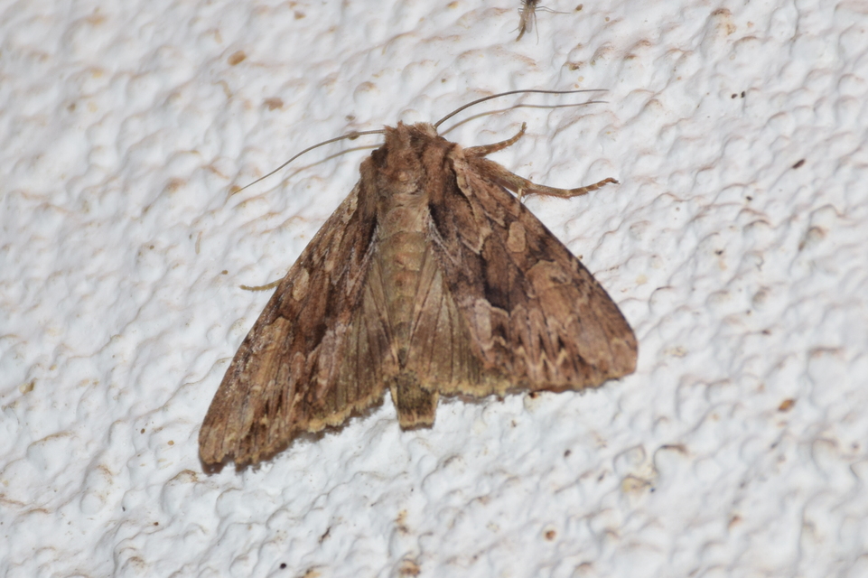 Apamea monoglypha - nagy dudvabagoly