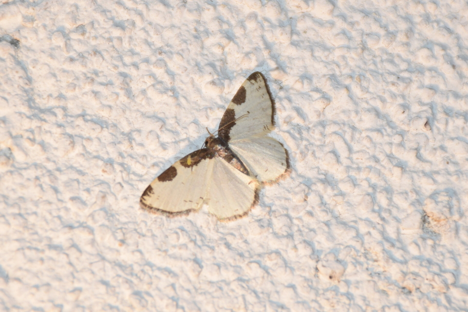 Lomaspilis marginata - szegélyes nyárfaaraszoló