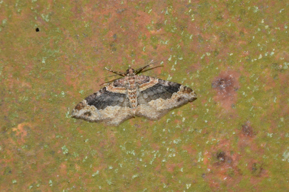 Xanthorhoe ferrugata - kerti tarkaaraszoló
