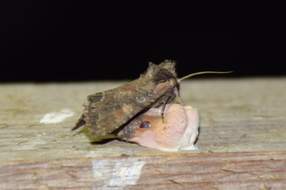 Lacanobia amurensis - homoki kertibagoly
