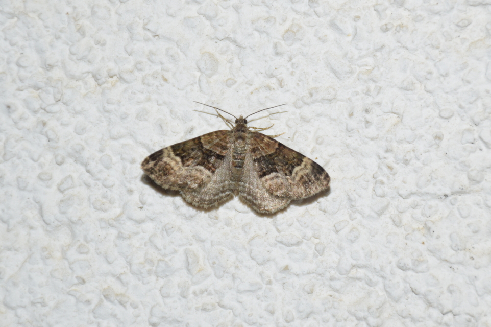 Xanthorhoe biriviata - kétsávos tarkaaraszoló