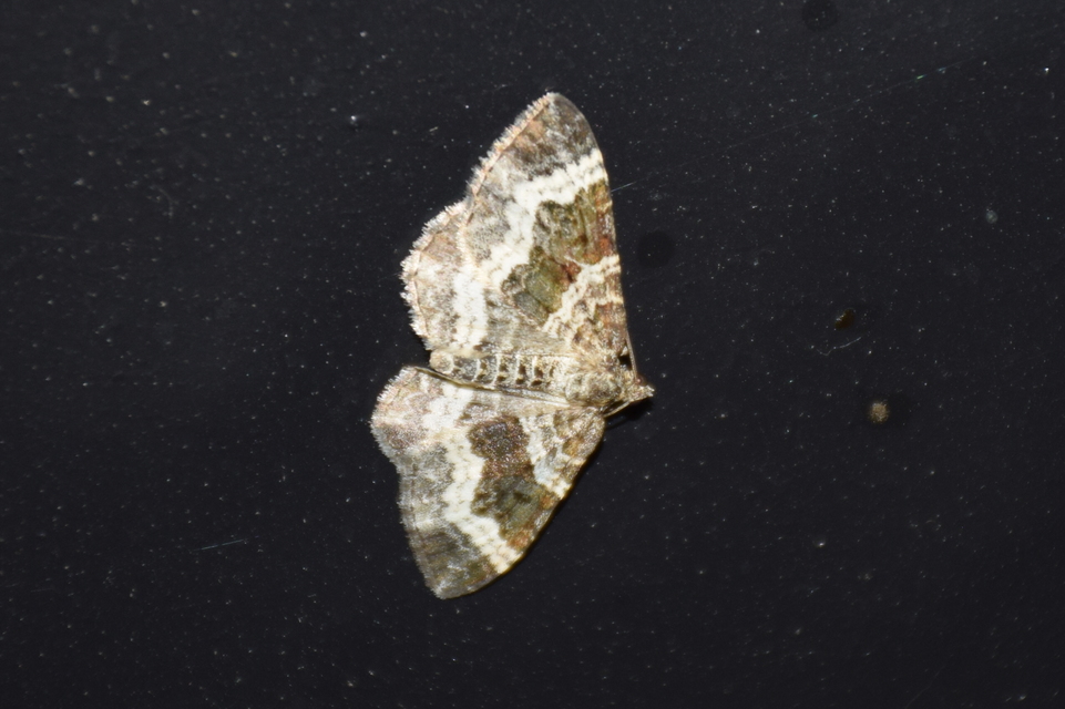 Epirrhoe alternata - galaj-tarkaaraszoló