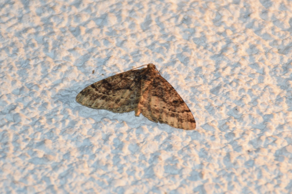 Parectropis similaria - barna zuzmóaraszoló