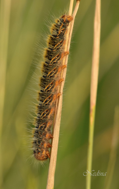 Lasiocampa trifolii - lóhereszövő