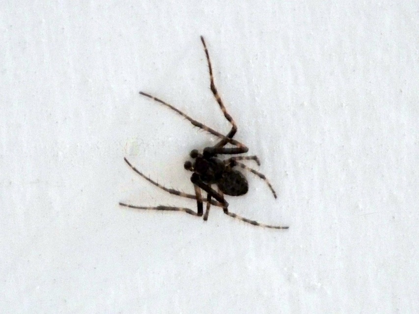 Nuctenea umbratica - közönséges rés-keresztespók