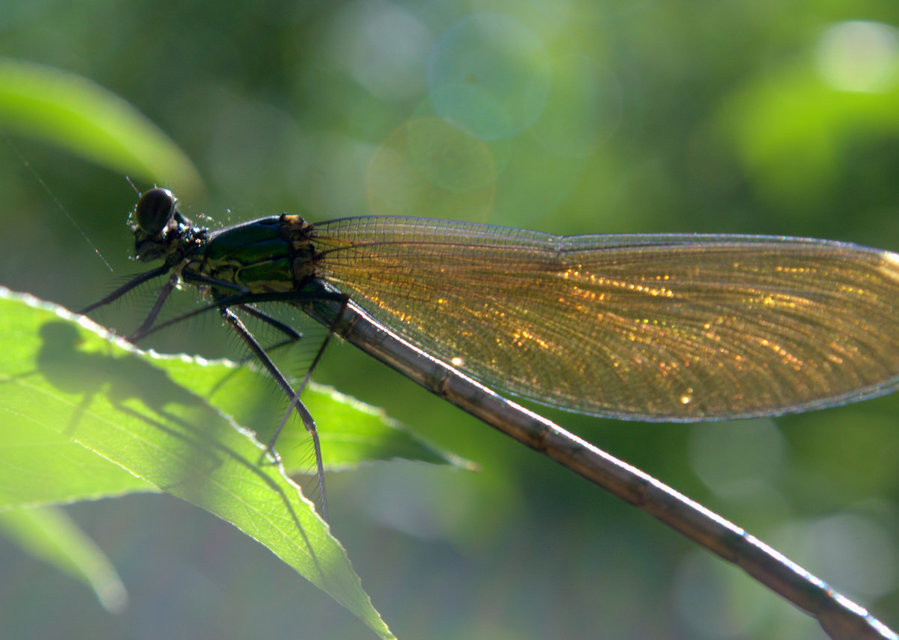 Calopteryx virgo - kisasszony-szitakötő
