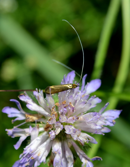Nemophora metallica - fémszínű tőrösmoly