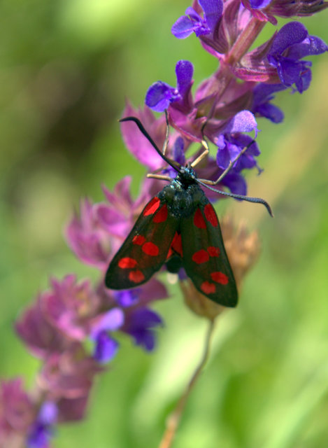 Zygaena filipendulae - acélszínű csüngőlepke