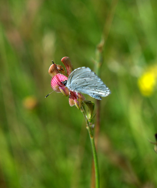 Celastrina argiolus - bengeboglárka