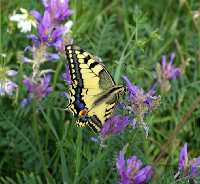 Papilio machaon - fecskefarkú lepke