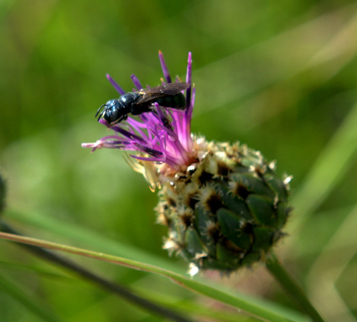 Ceratina