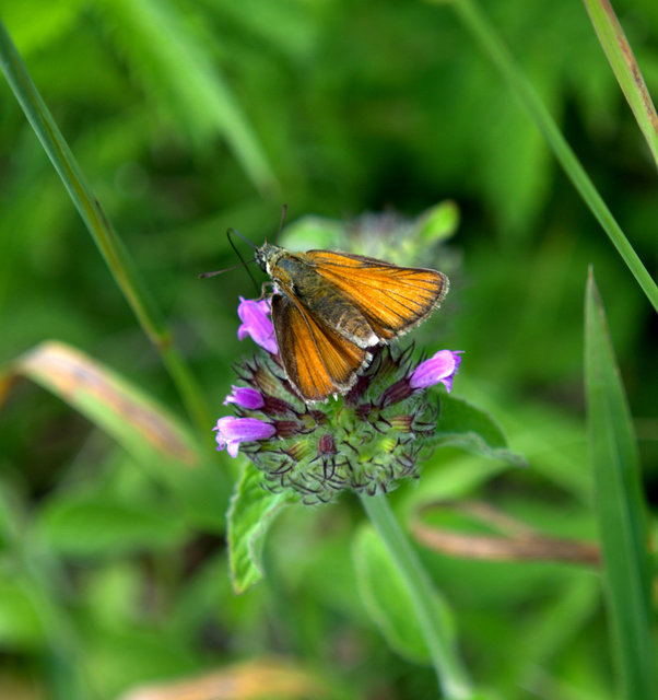 Thymelicus lineola - vonalas busalepke