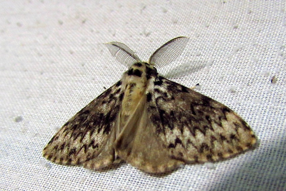 Lymantria monacha - apácalepke