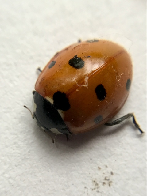 Coccinella septempunctata - hétpettyes katica