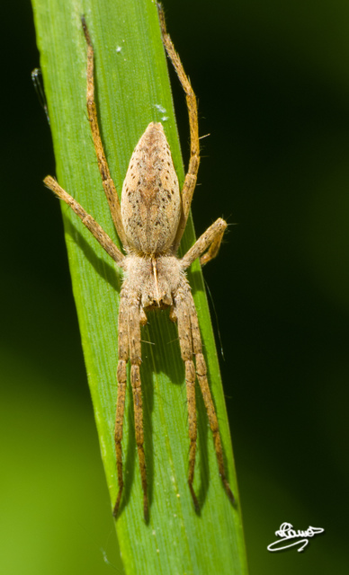 Pisaura mirabilis - csodáspók