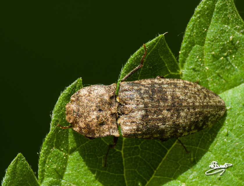 Agrypnus murinus - egérszínű pikkelyespattanó