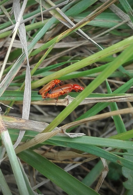 Rhagonycha fulva - feketevégű lágybogár