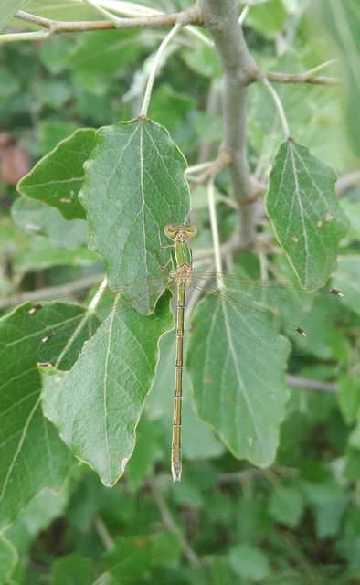 Lestes barbarus - foltosszárnyjegyű rablószitakötő