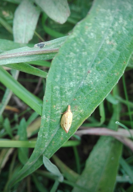 Agapeta hamana - közönséges sárgamoly