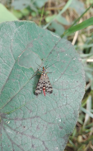 Panorpa vulgaris