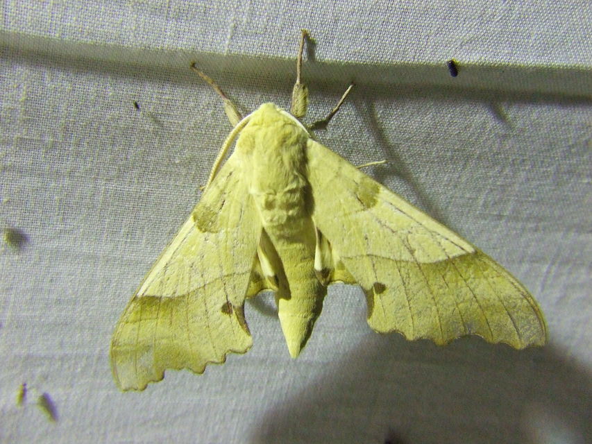 Marumba quercus - tölgyfaszender