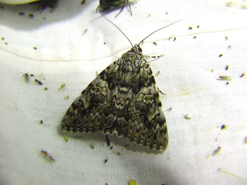 Catocala promissa - kis tölgyfa-övesbagoly