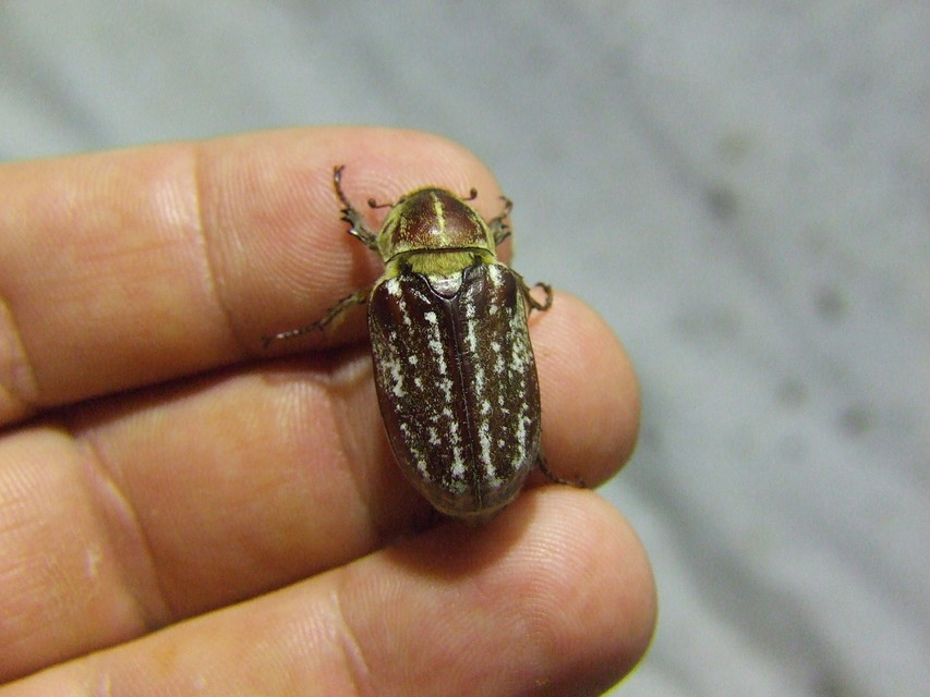 Anoxia orientalis - keleti cserebogár