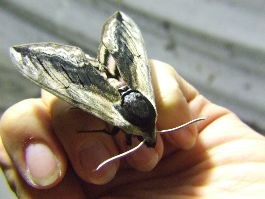 Sphinx ligustri - fagyalszender