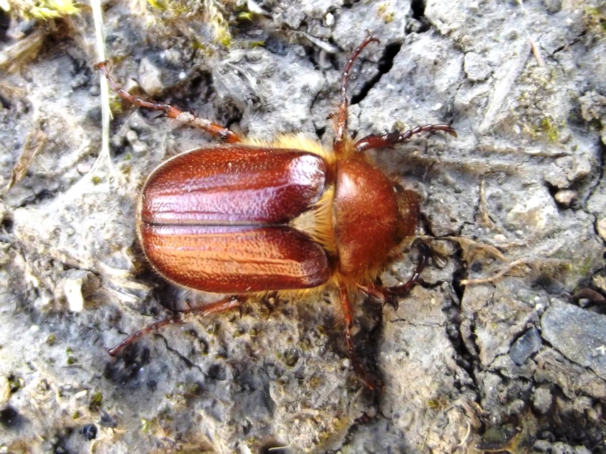 Holochelus aequinoctialis - tavaszeleji cserebogár
