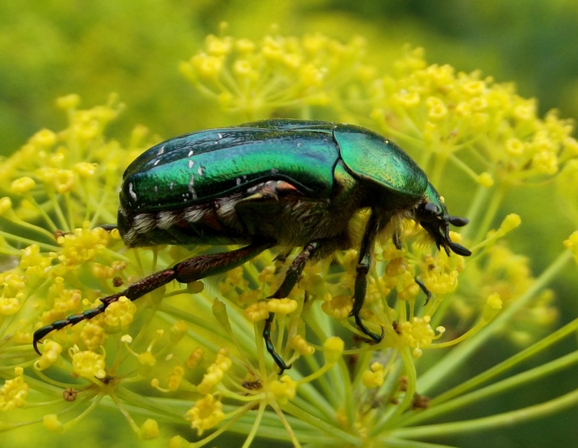 Cetonia aurata - aranyos virágbogár