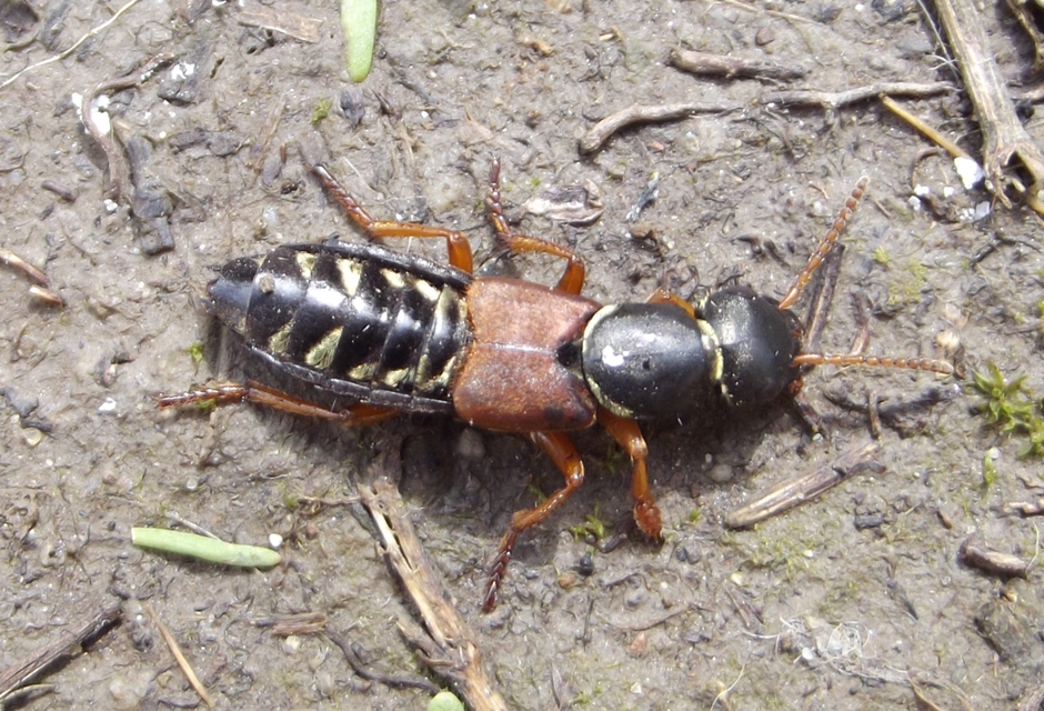 Staphylinus caesareus - aranysujtásos holyva