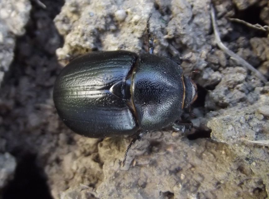 Pentodon idiota - butabogár