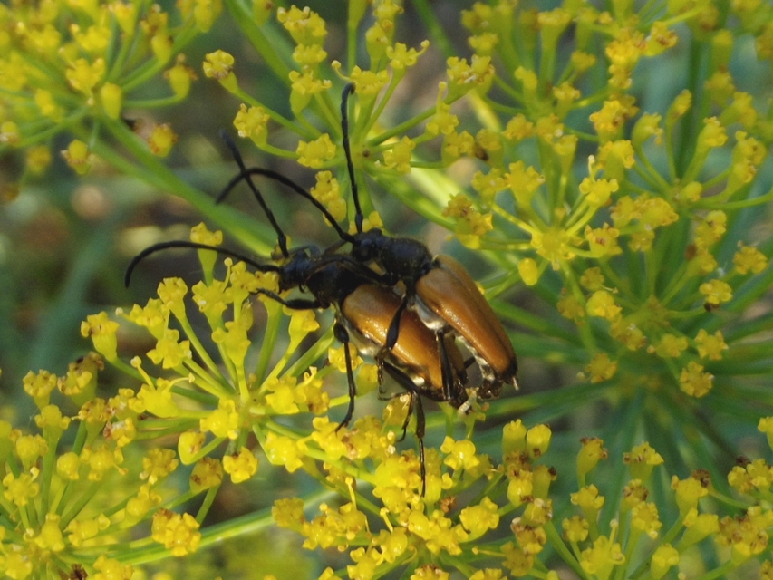 Stictoleptura fulva - vörhenyes virágcincér