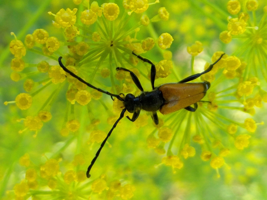 Stictoleptura fulva - vörhenyes virágcincér