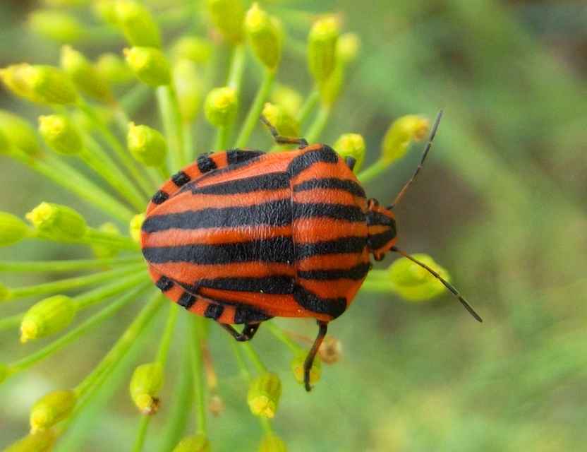 Graphosoma italicum - csíkos pajzsospoloska